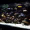 02_malawi_cichlid_tank_1.jpg