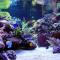 807_reef_tank_1.jpg