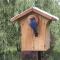 bird-house.jpg