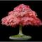 miniacer-palmatum.jpg