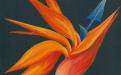 exotic_flower2.jpg