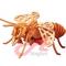 3d_puzzle_insect__wooden_toy (3).jpg