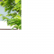 zid.png