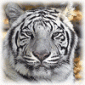 Dicatharo's picture