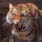 Nezni's picture