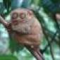 Plavanac's picture