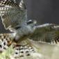 goshawk's picture
